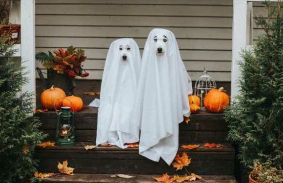 Halloween : le top des accessoires pour vos animaux